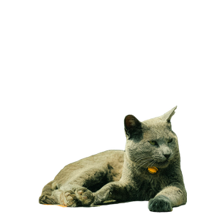 Beautiful Gray Cat Lying On Tiled Floor Indoors With A Potted Plant In Background. 16991 - Cat PNG image with transparent background